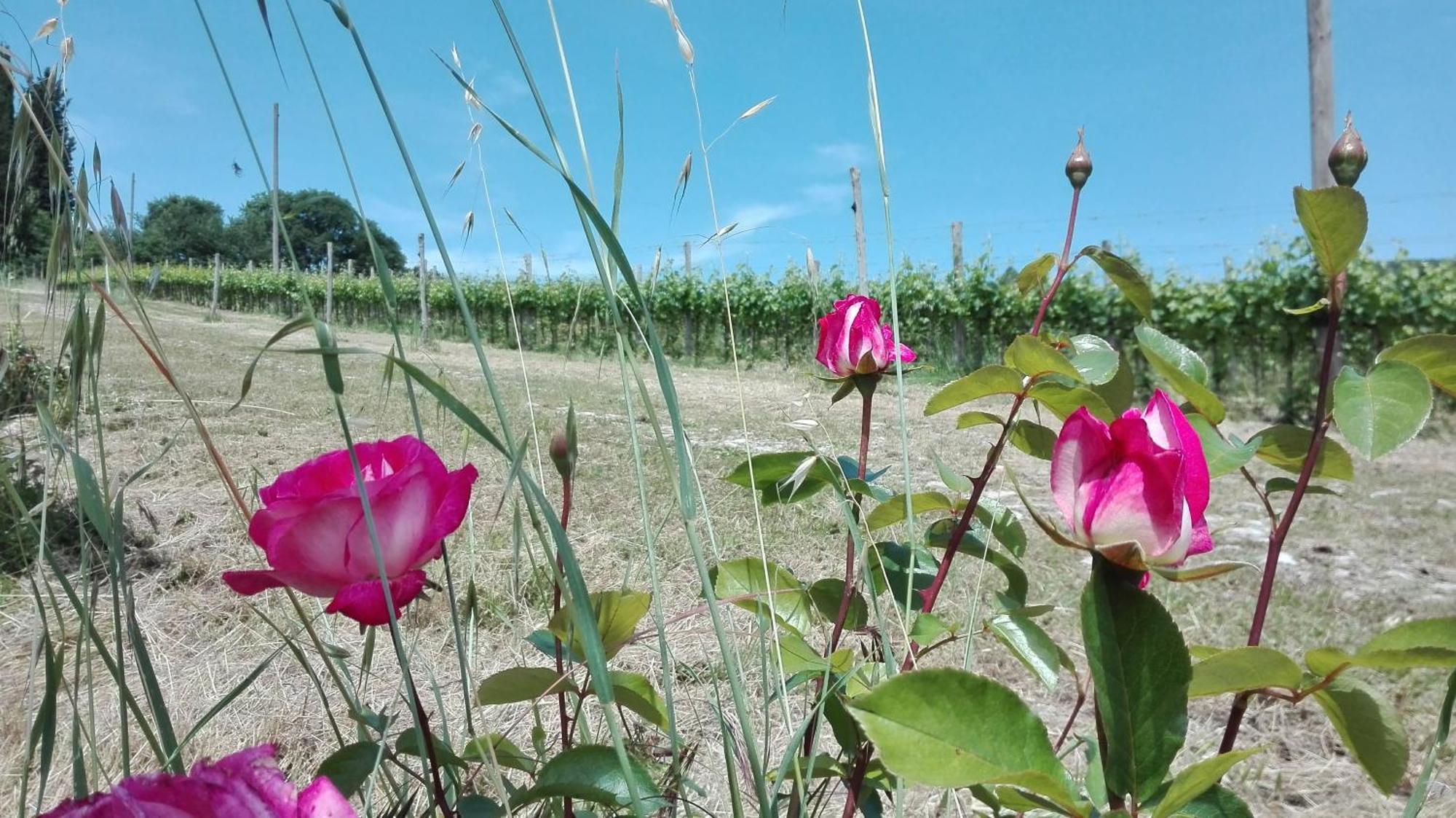 Villa Buonasera Agriturismo Greve in Chianti Exterior foto